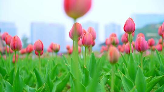 郁金香花海特写