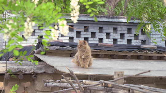 猫在屋顶休息睡觉打哈气