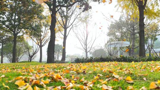 升格慢镜头飘落的银杏叶