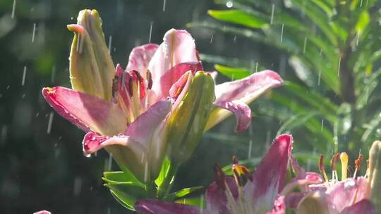 雨中的粉色百合花