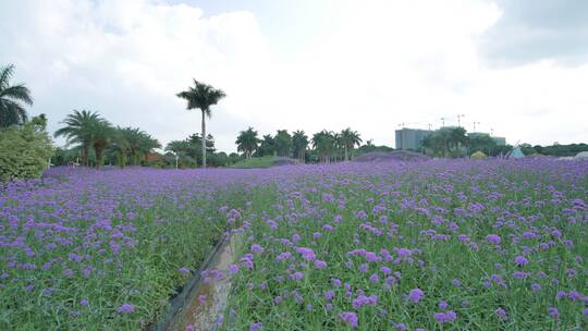 花卉公园马鞭草丛林秘境