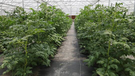 现代农业大棚室内种植有机蔬菜航拍