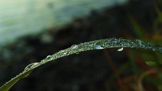 露水合集 滴水水滴视频素材模板下载