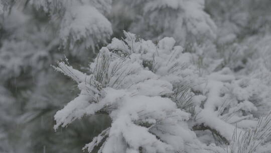 冬天雪景 下雪空镜