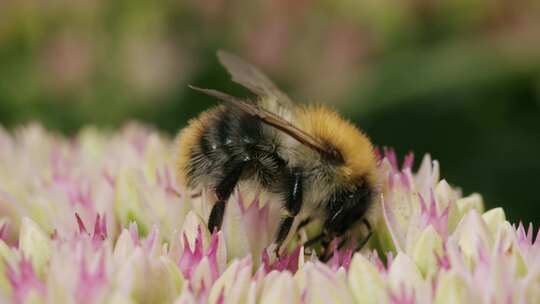 Carder Bee，昆虫，授粉，石杉