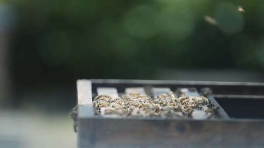 蜂农打开蜂箱检查蜜蜂-合集