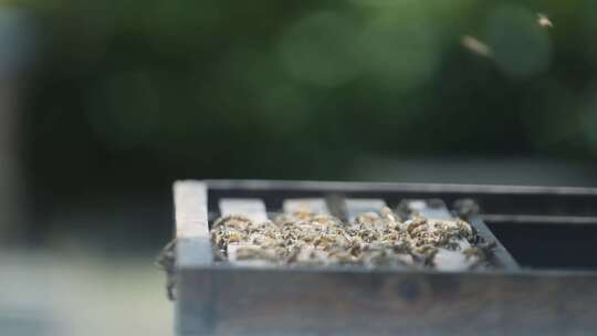 蜂农打开蜂箱检查蜜蜂-合集视频素材模板下载