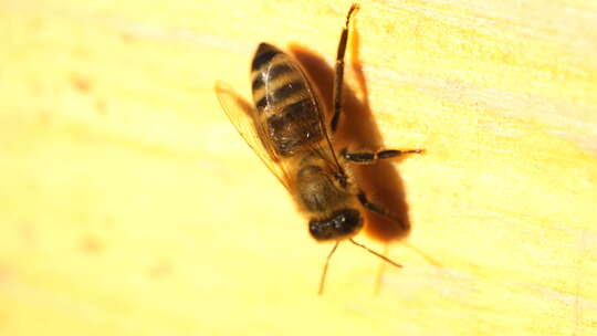 蜂 蜜蜂 特写 光影 采蜜蜂 人工养殖