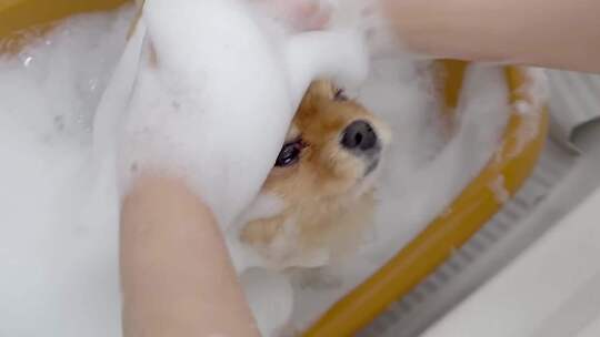 宠物洗澡美容护理 剪发清洁造型