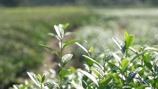 茶叶茶园武夷山茶庄大自然茶园