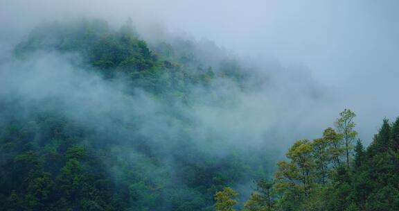 4k唯美雨后森林雾气下雨天清新绿植空镜
