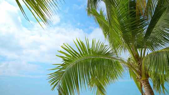 海边沙滩椰子树热带风景