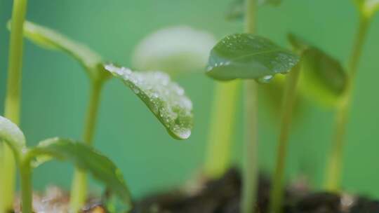 带水珠嫩绿植物幼苗特写