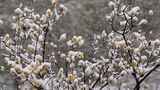 春天公园大雪中的腊梅花空境升格高清在线视频素材下载