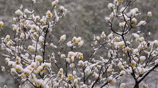 春天公园大雪中的腊梅花空境升格