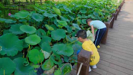 夏天儿童小孩小朋友小学生池塘边玩水