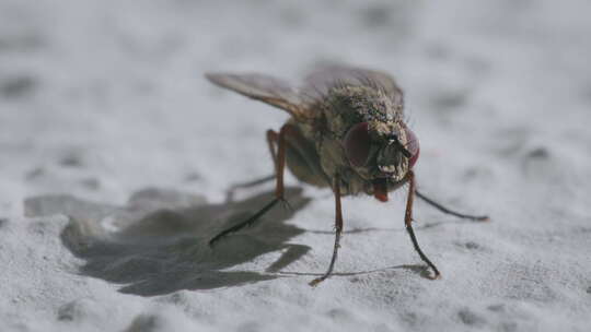 特写Calliphora vicina在