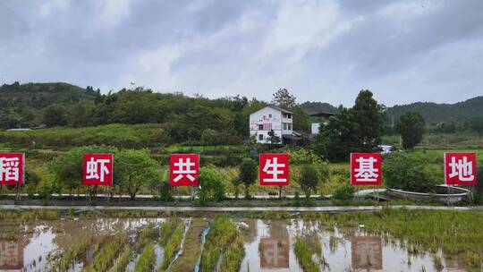 4k航拍全国文明村 稻虾共生基地乡村振兴