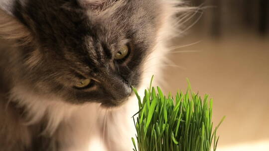 吃室内植物的小猫