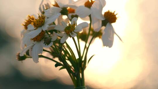 夕阳下河边唯美花朵空镜视频素材