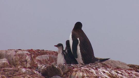 企鹅妈妈在喂养小企鹅视频素材模板下载