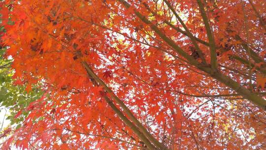 秋天里的红色枫叶