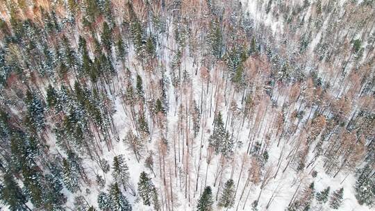 中国黑龙江大兴安岭雪原森林雪景航拍