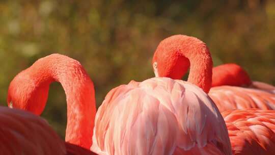 野生动物红色火烈鸟大红鹳动物园鸟类羽毛