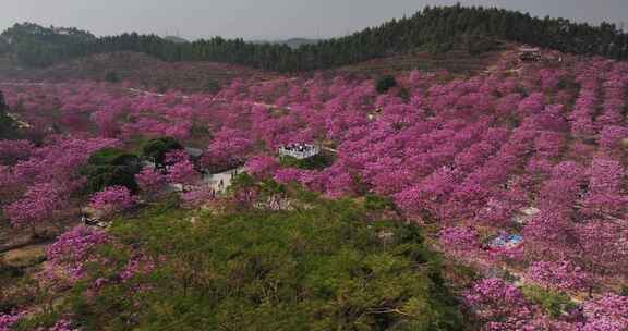 广东冬季最大面积紫花风铃花盛开航拍视频