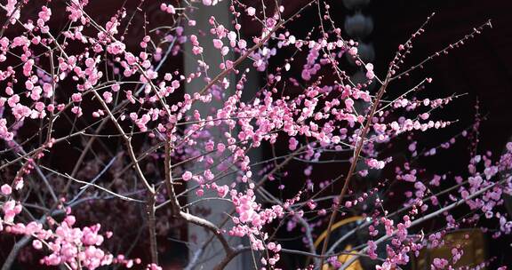 杭州灵隐寺梅花盛开