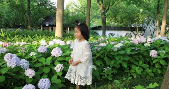 可爱小女孩在公园赏花 绣球花海