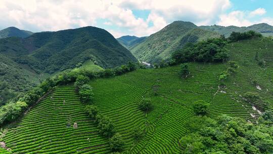 信阳茶山