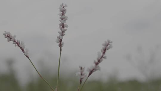 植物空镜头