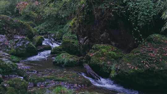 森林小溪流水