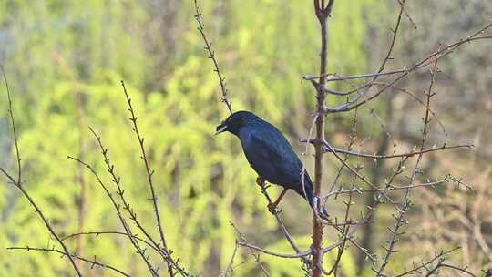 春天树枝上野生鸟八哥在欢快的鸣叫