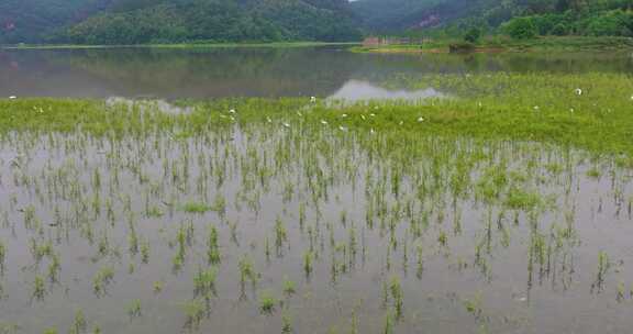 青山绿水生态湿地一群白鹭飞翔栖息升格空镜