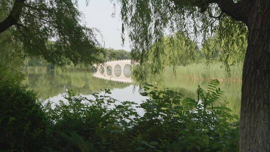 平静的湖面旁的柳树风景