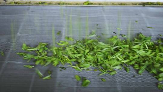 实拍现代化制茶车间茶叶生产加工制作过程视频素材模板下载