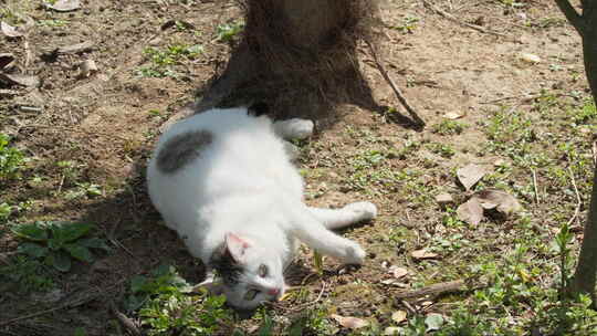 春天公园里怀孕的母猫流浪猫