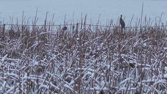 冬天的西湖的鸟与人