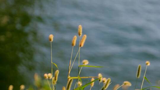 湖边摇曳的狗尾巴草