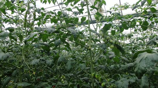温室有机蔬菜种植
