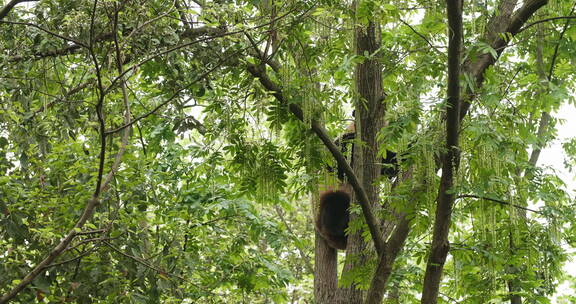春天野外树上的大熊猫