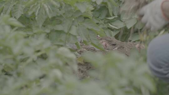 土豆种植收获土豆LOG视频素材