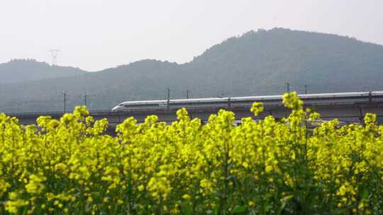 高铁驶过初春盛开的油菜花田野