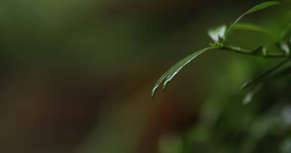 雨中的植物树叶雨滴特写