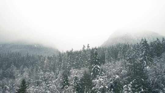 山，冬天，雪，树