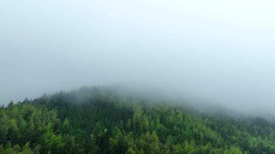 雨后森林航拍雪松树林云雾缭绕绿色生态环境