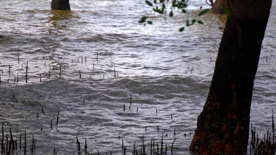 深圳西湾红树林湿地公园