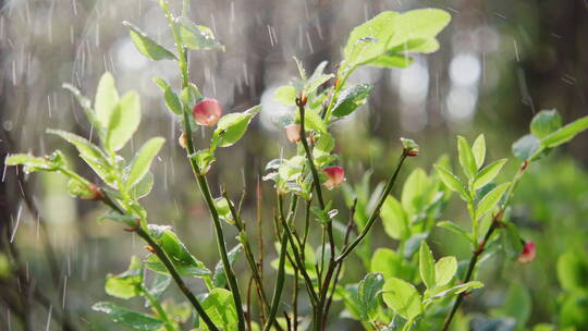 雨中的植物特写